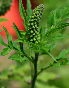 Ambrosia hooikoortsplant zaadvorming